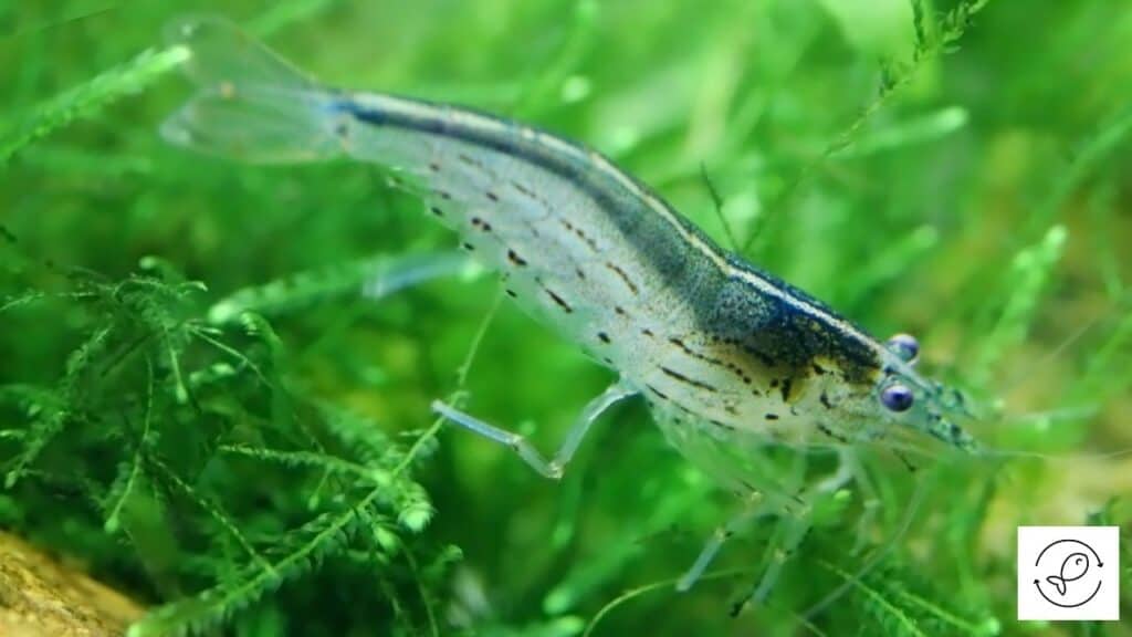 Shrimp in a tank