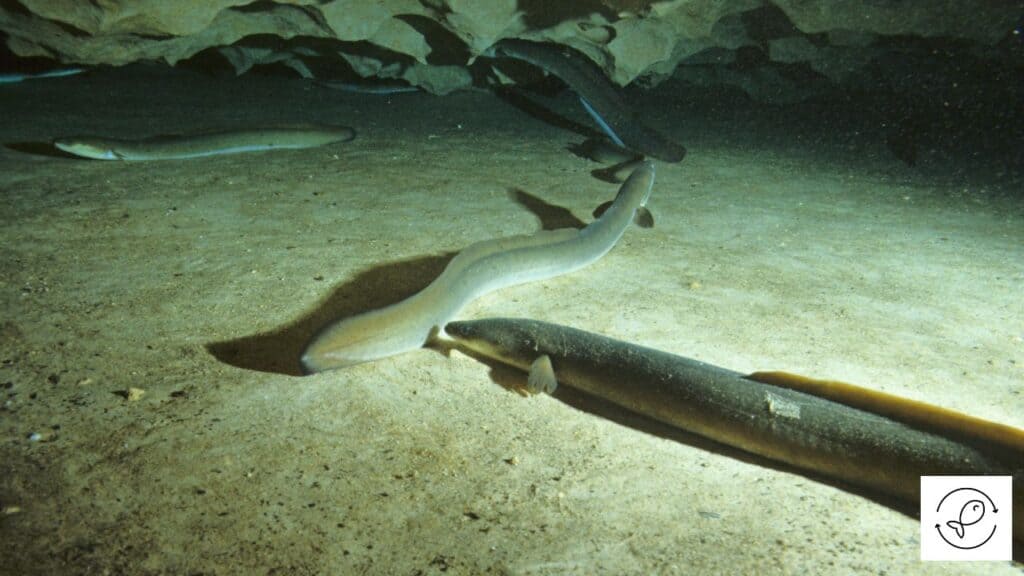 American Eel