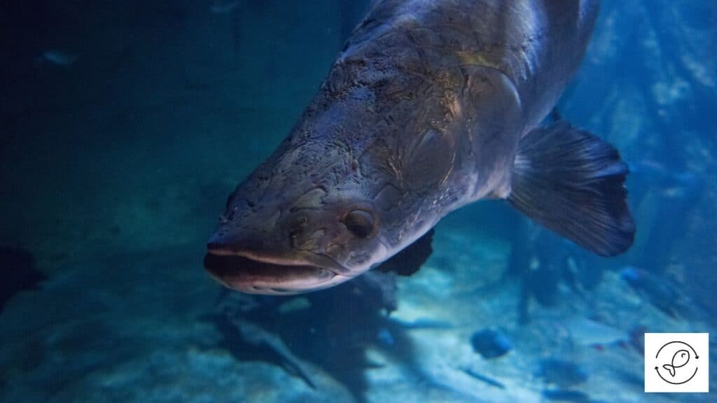 Arapaima