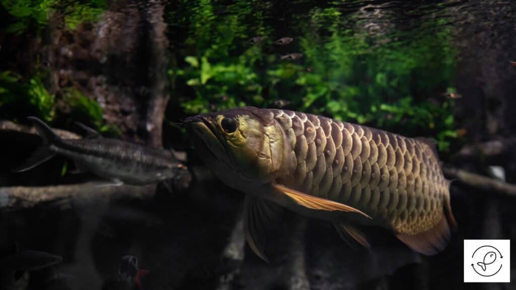 Arowana