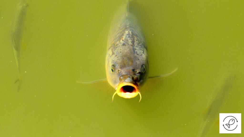 Carp