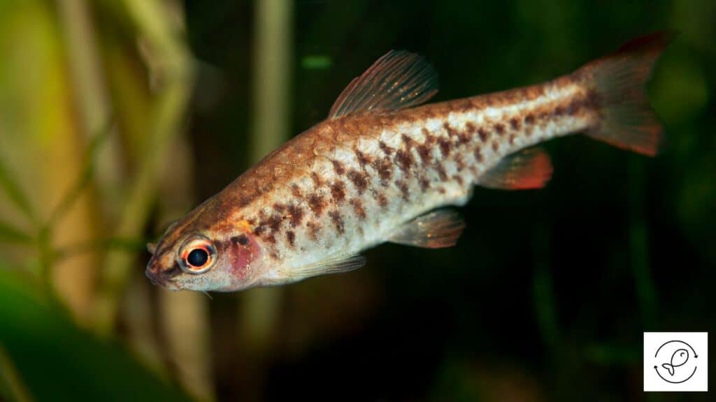 Cherry barb