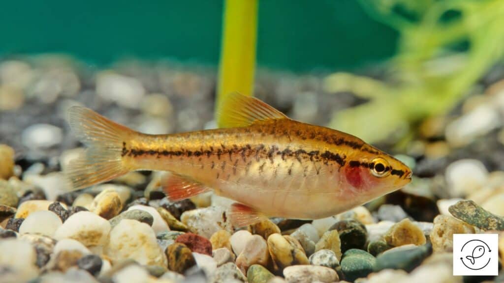 Cherry barb