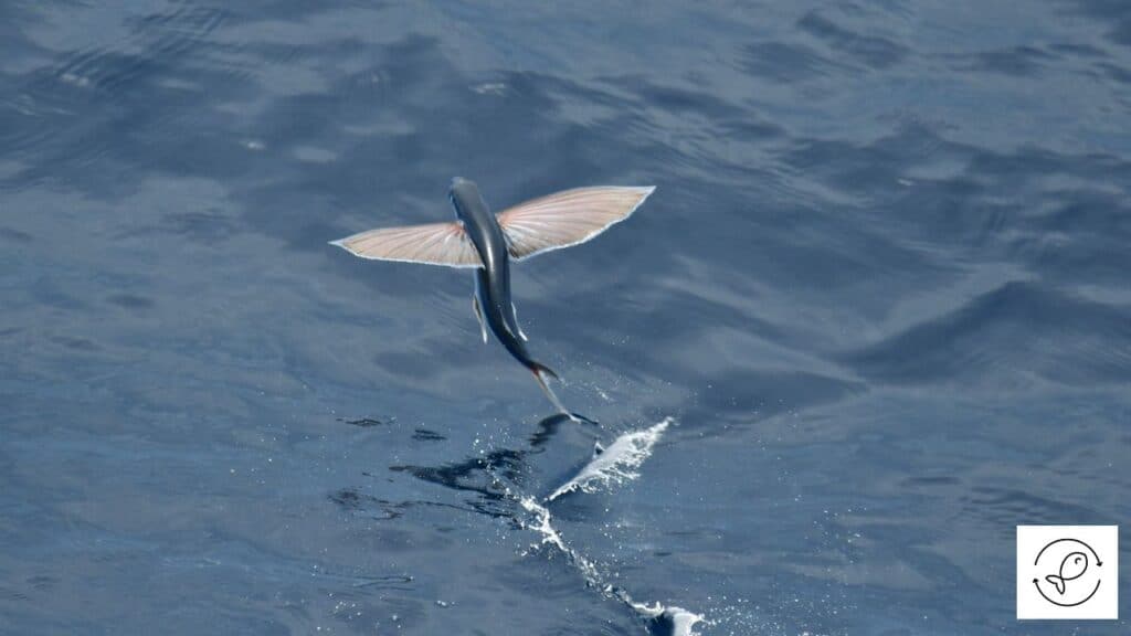 Flying fish