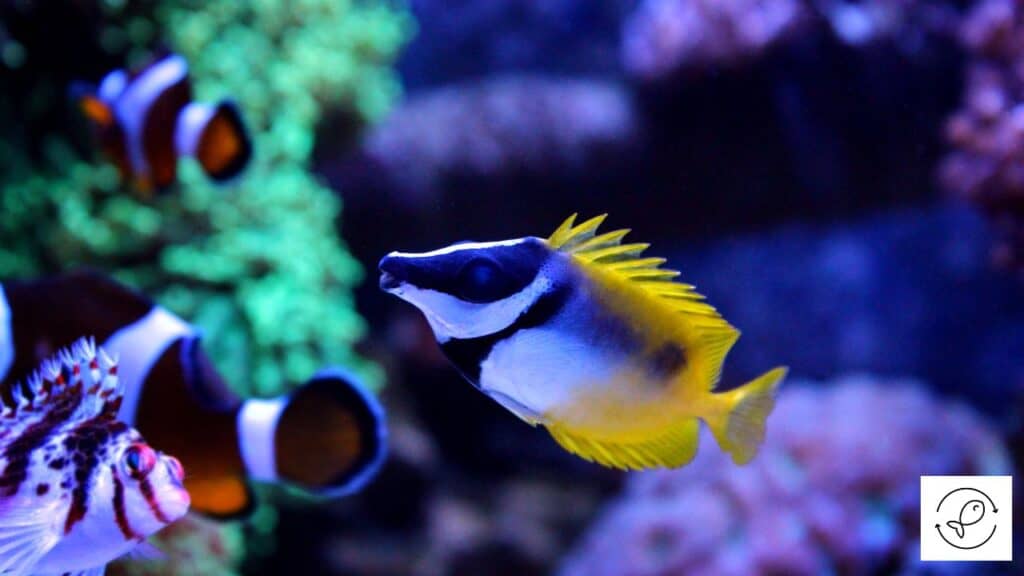 Foxface rabbitfish