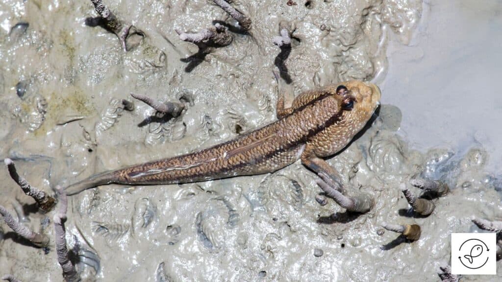 Giant Mudskipper