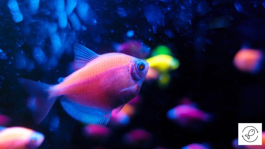 Glofish