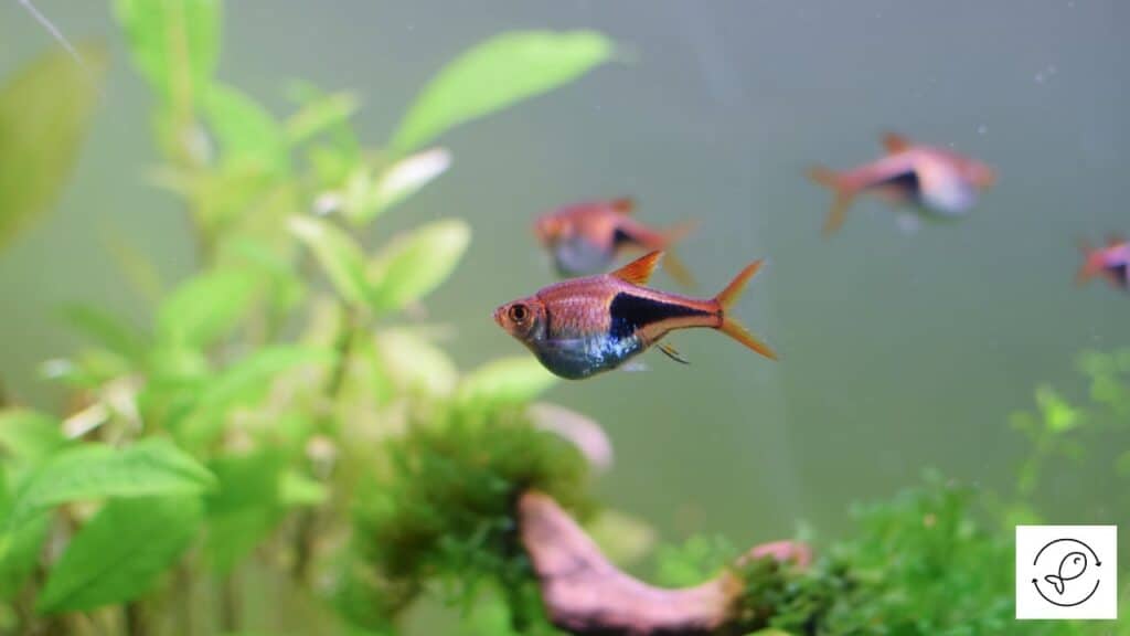 Harlequin rasboras