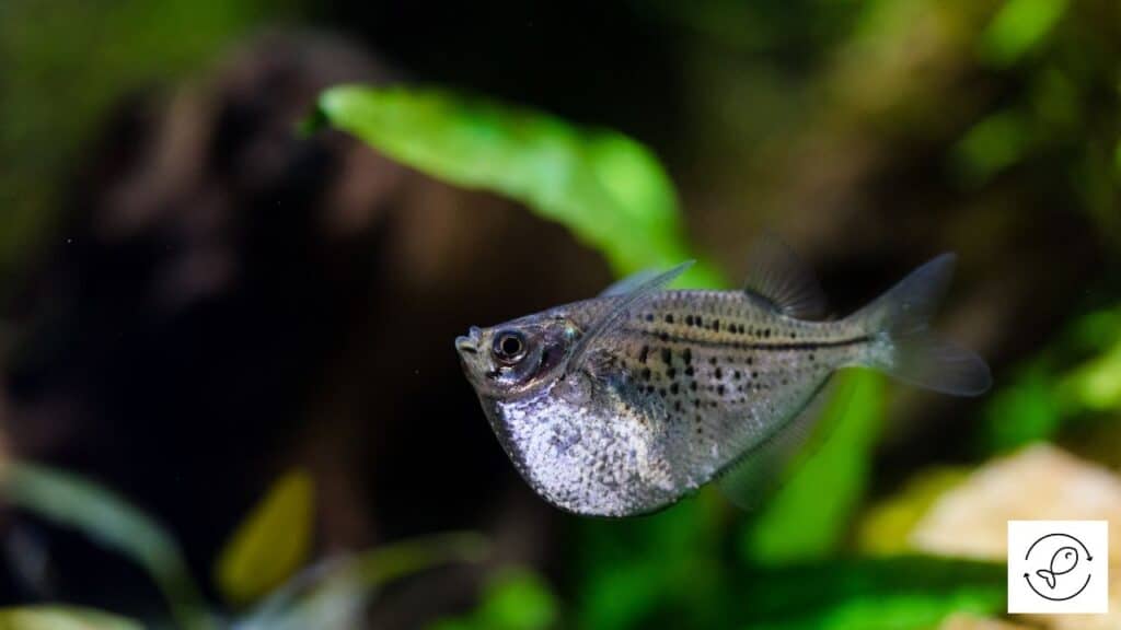 Hatchetfish