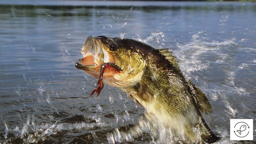 Largemouth Bass