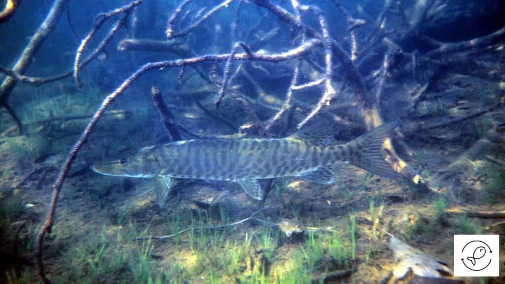 Muskellunge