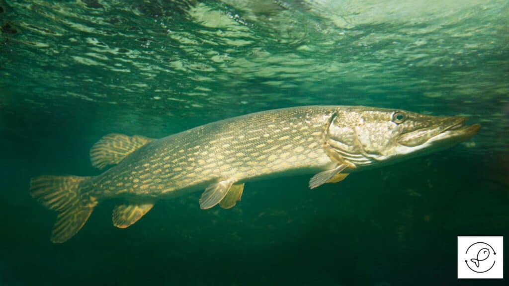 Northern Pike fish