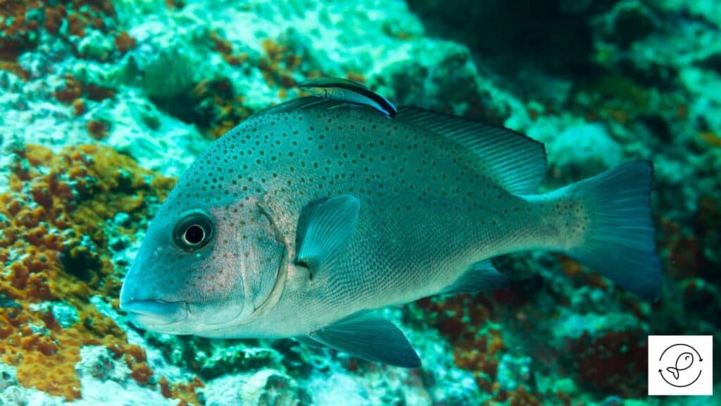 Painted sweetlips