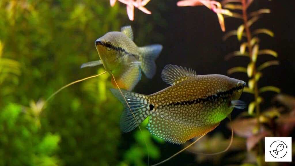 Pearl Gourami