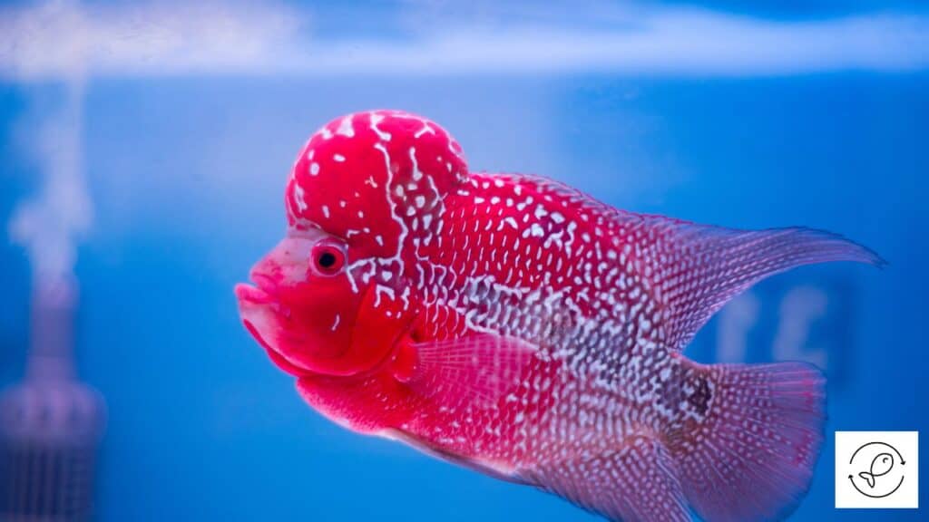Pink flowerhorn