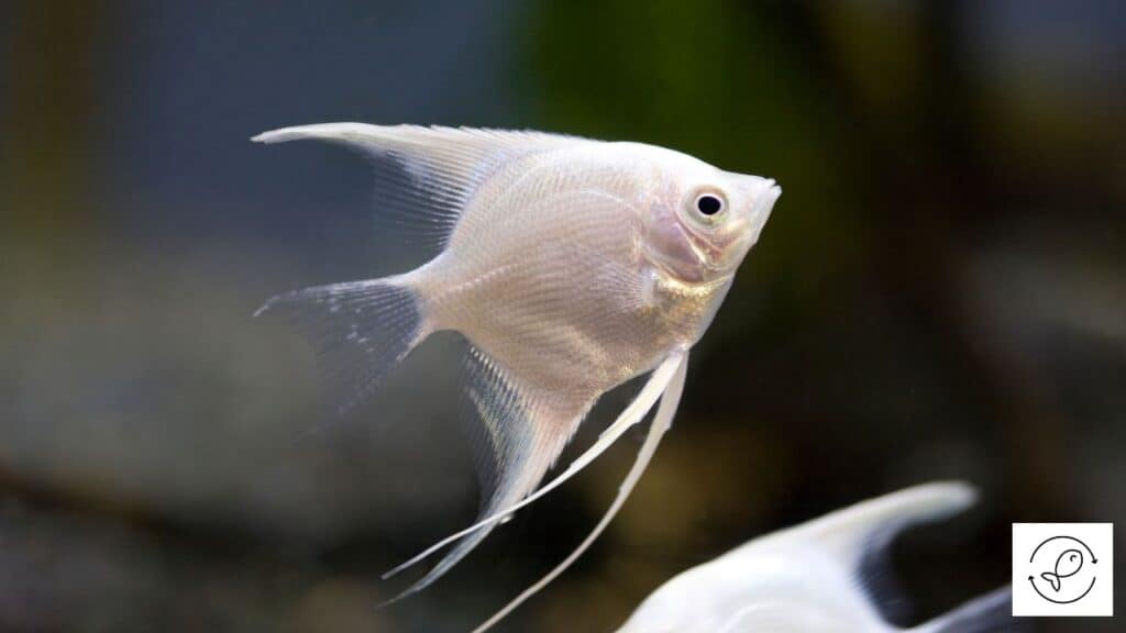 Platinum Angelfish