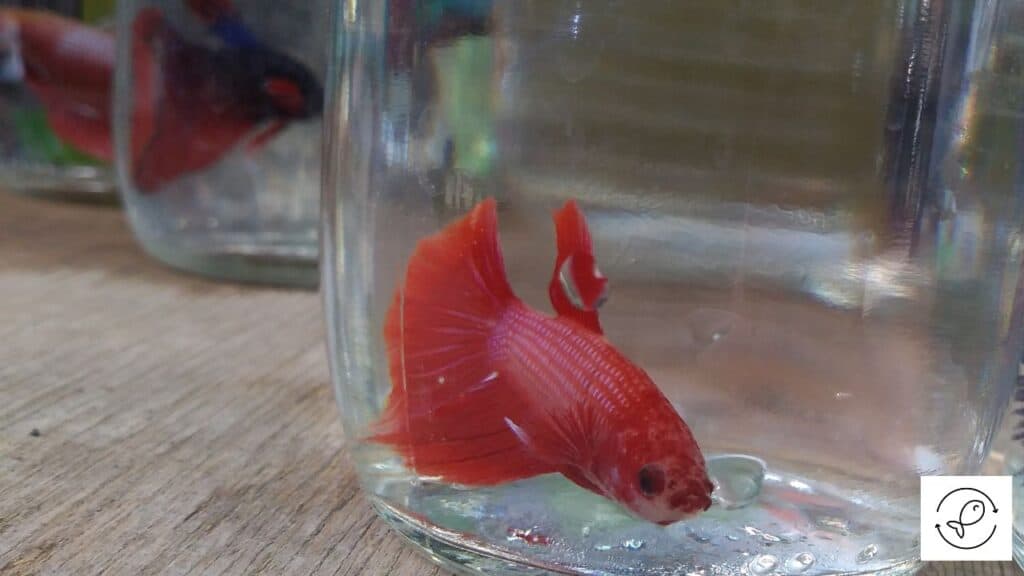 Red betta