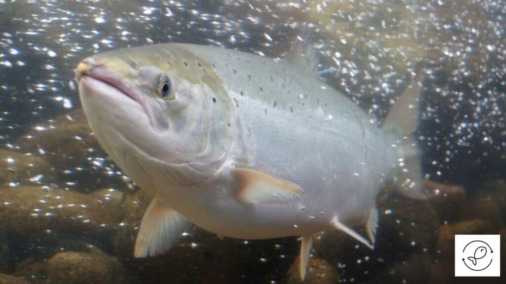 Salmon