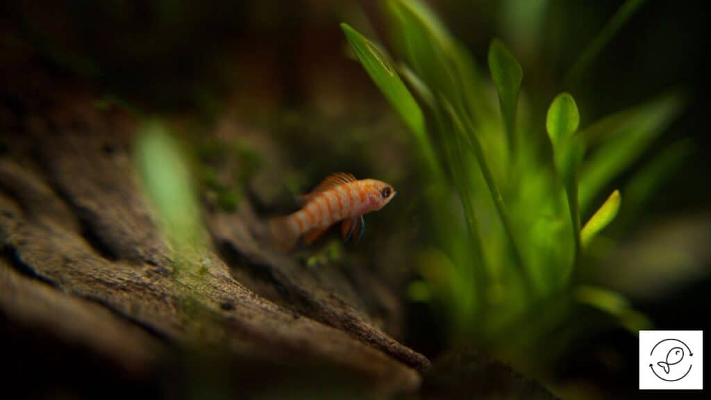 Scarlet Badis
