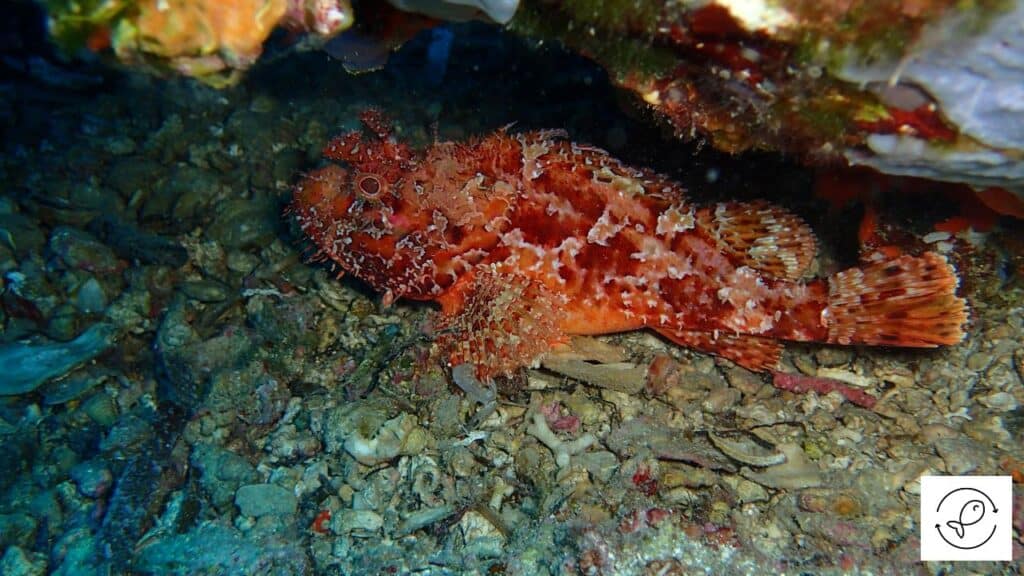 Scorpionfish