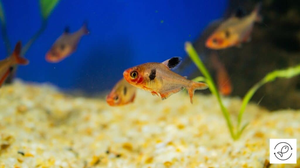 Serpae tetra