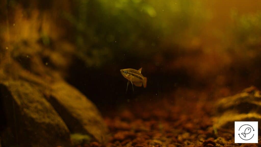 Sparkling gourami