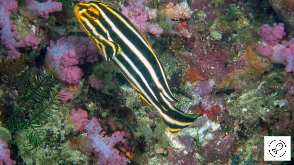 Striped sweetlips