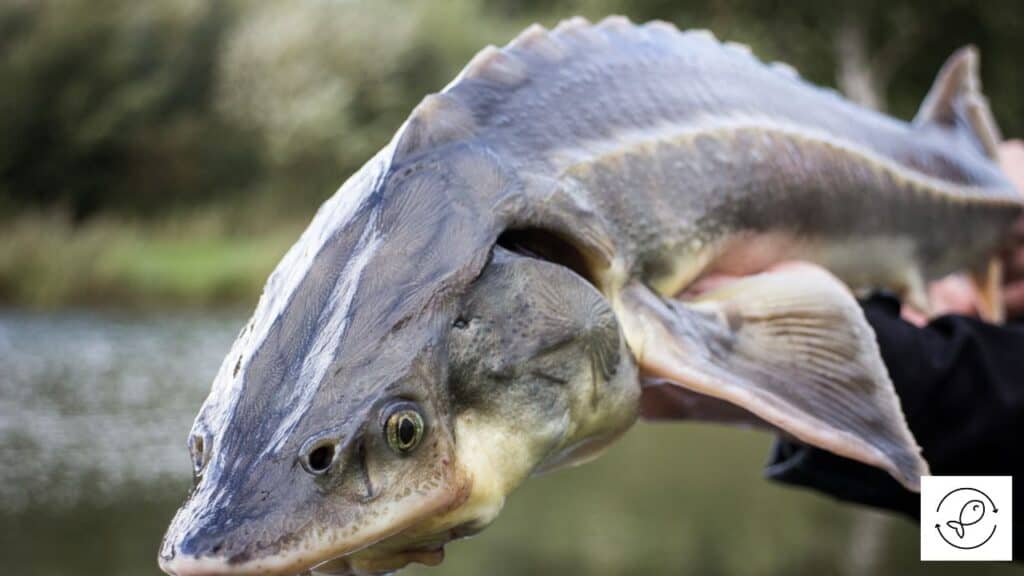 Sturgeon
