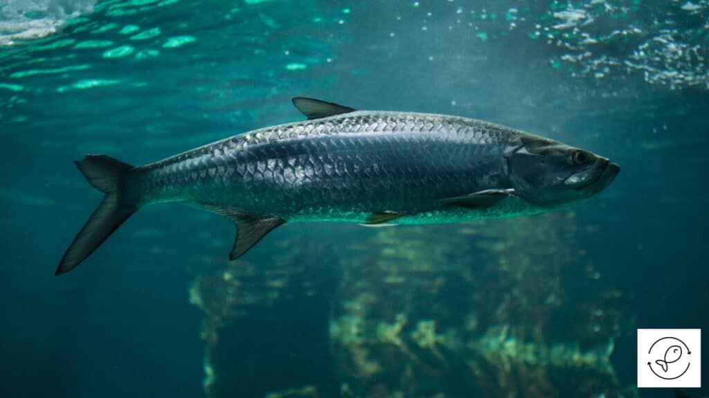 Tarpon