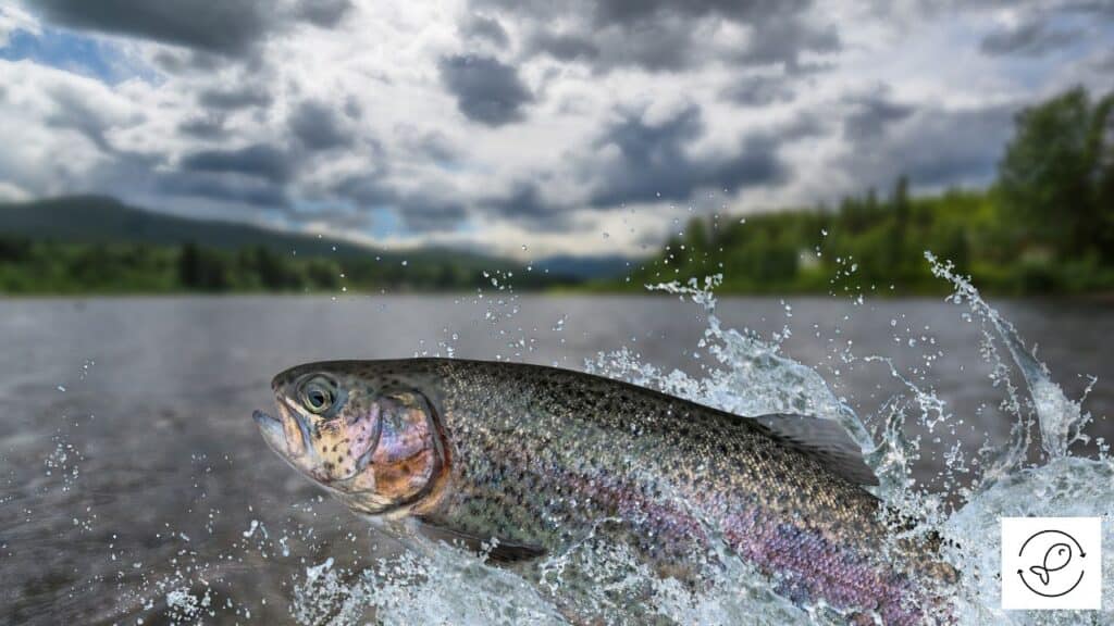 Trout