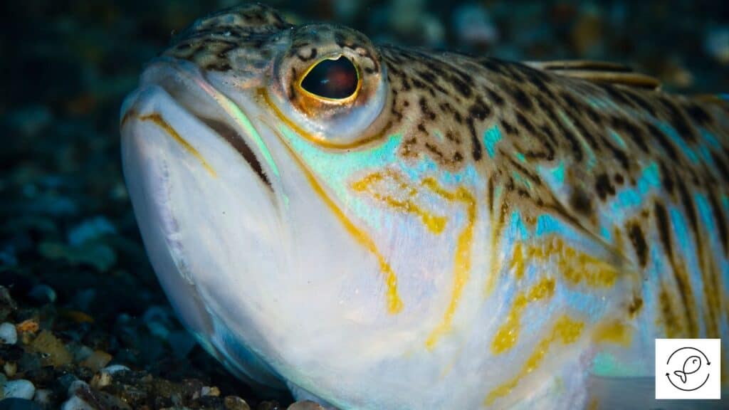 Weeverfish
