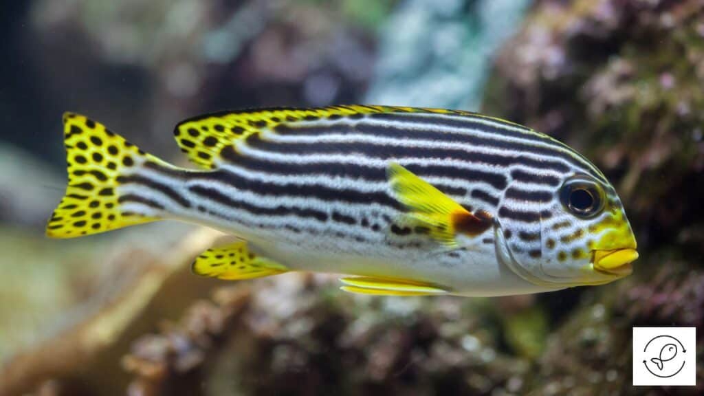 Yellowbanded sweetlips