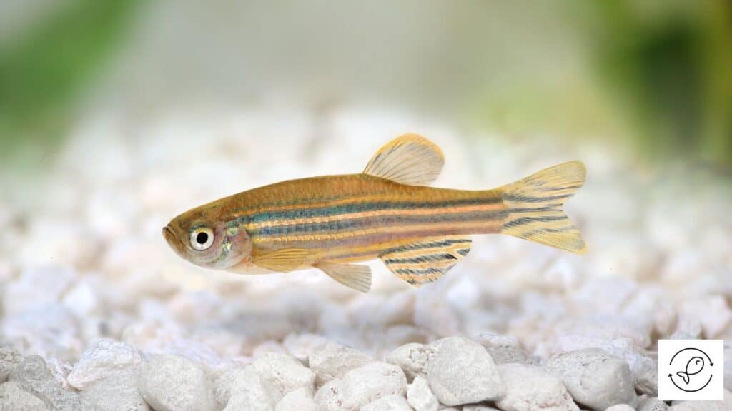 Zebrafish