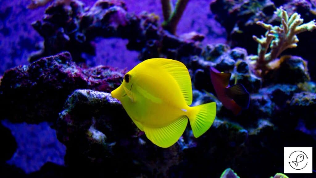 Beautiful yellow tang