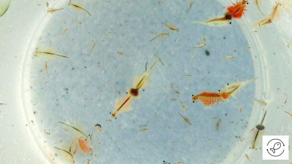 Brine Shrimp