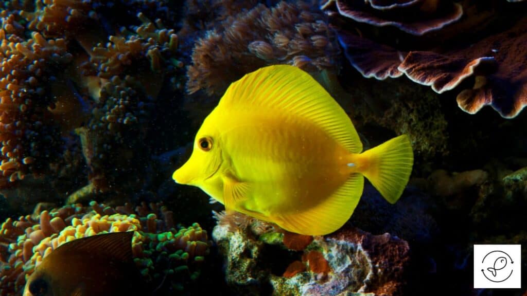 Healthy yellow tang