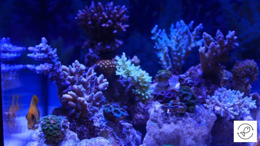 Newly setup saltwater aquarium