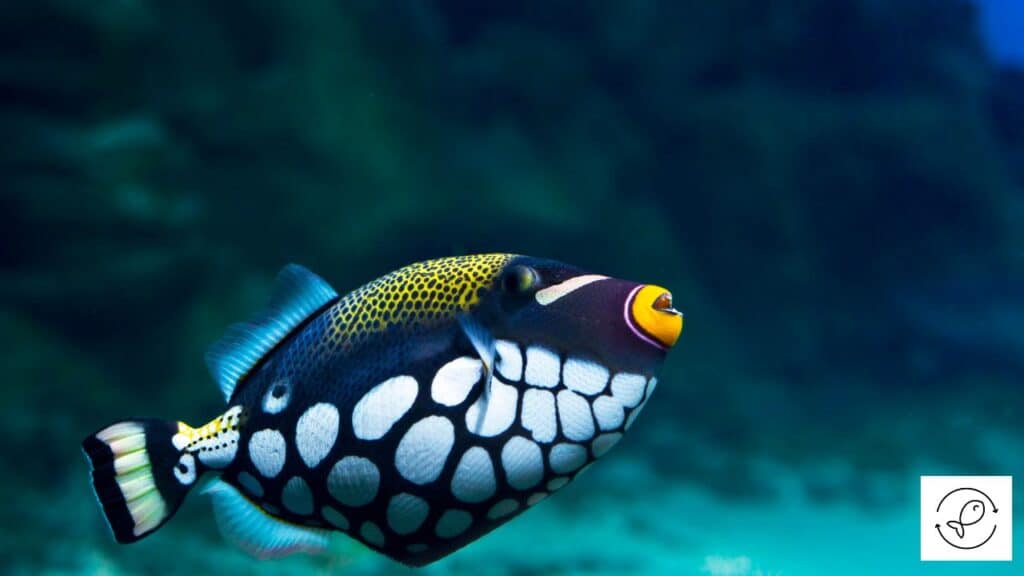 Triggerfish