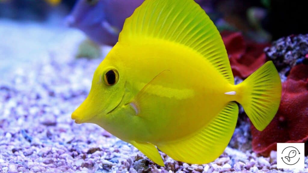 Yellow tang