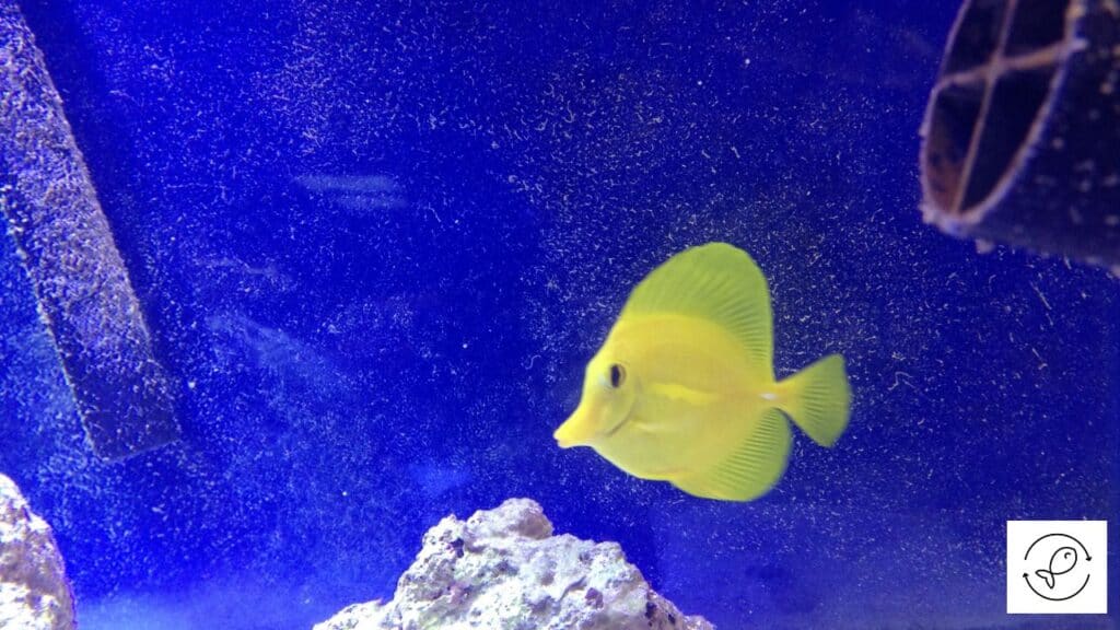 Yellow tang in a tank