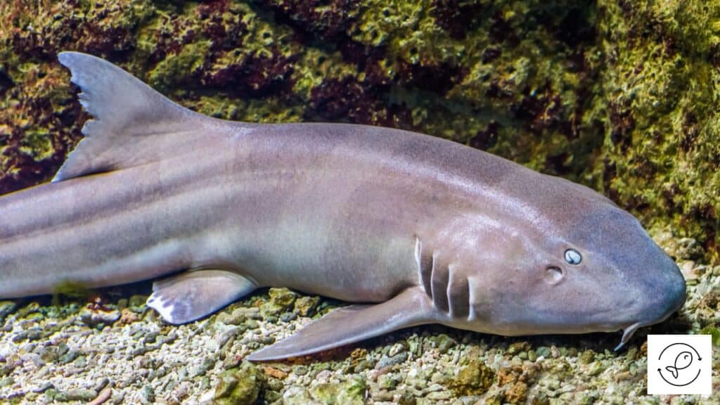 Beautiful brownbanded bamboo shark