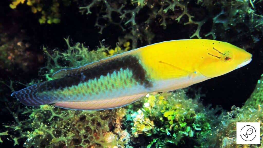 Beautiful wrasse