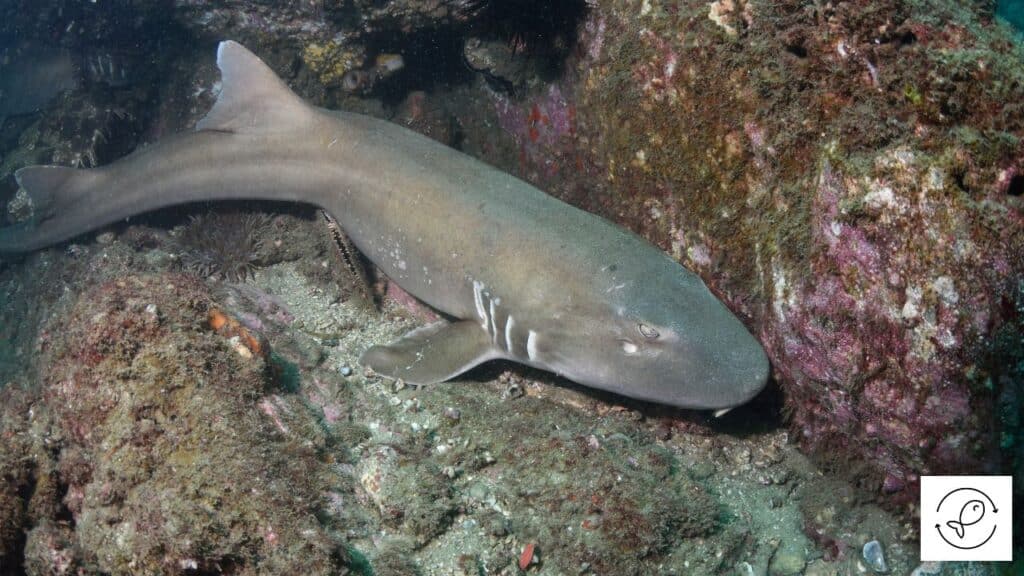 Brownbanded bamboo shark in a tank