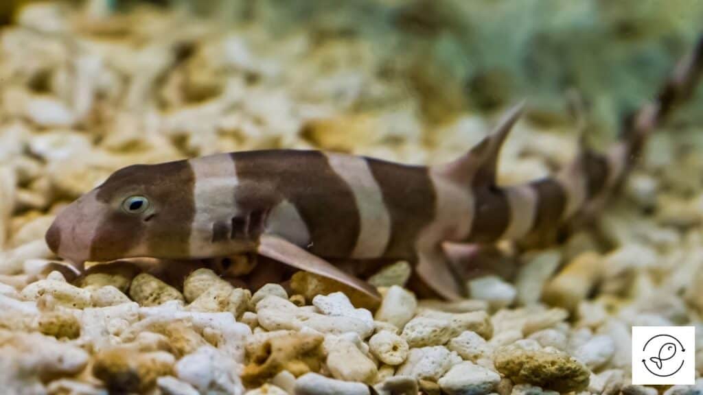 Brownbanded bamboo shark in a tank with tankmates