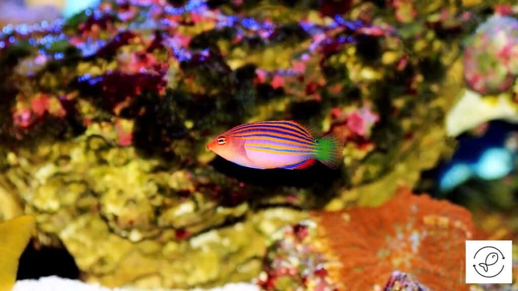 Hardy six line wrasse