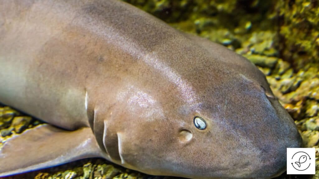 Healthy brownbanded bamboo shark