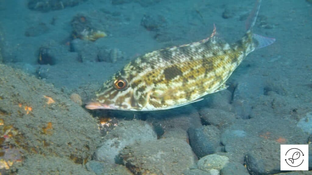 Healthy wrasse