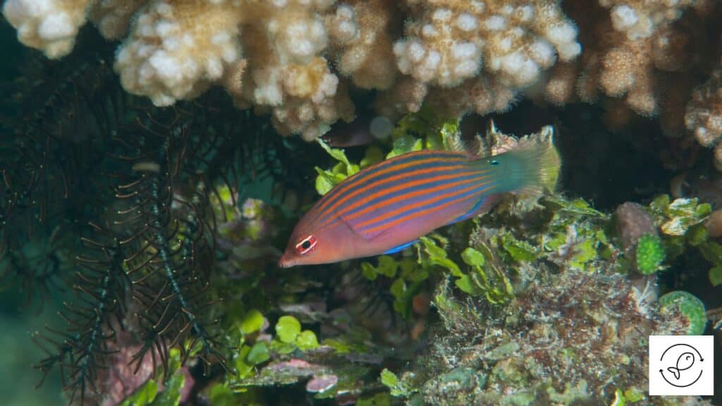 Six line wrasse