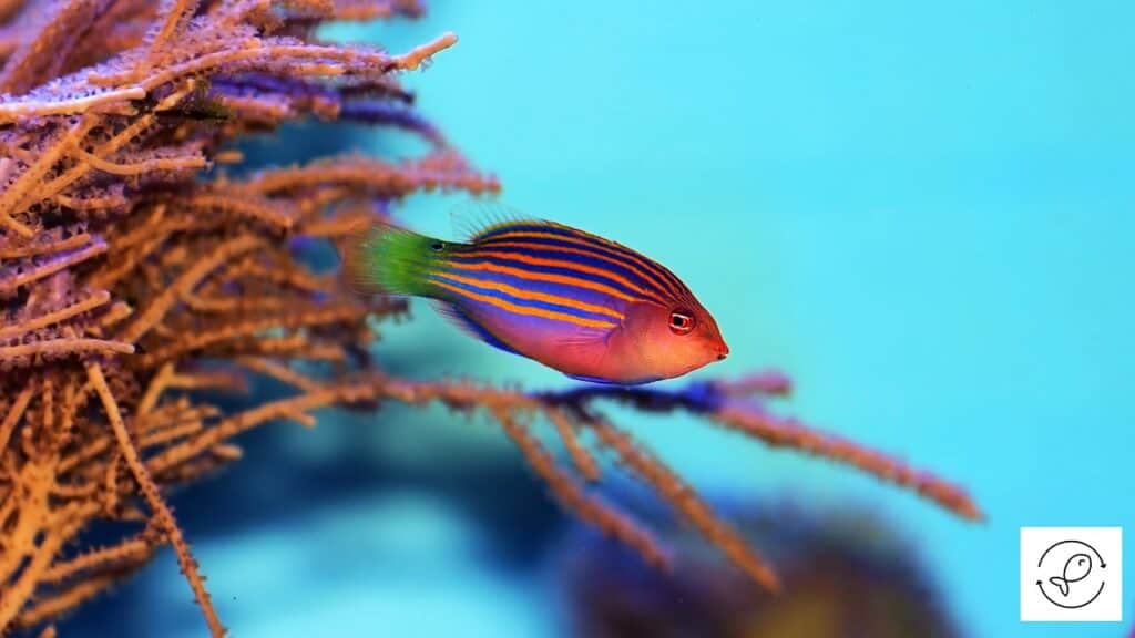 Six line wrasse in a tank with tankmates