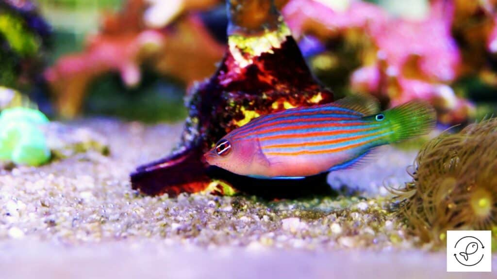 Wrasse